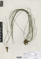 Filed as Vittaria isoëtifolia Bory [family VITTARIACEAE]