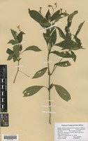 Filed as Justicia asystasioides (Lindau) M. E. Steiner [family ACANTHACEAE]