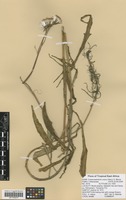 Filed as Crassocephalum uvens (Hiern) S. Moore [family ASTERACEAE]