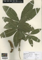 Filed as Bombacopsis glabra (Pasq.) A. Robyns [family BOMBACACEAE]