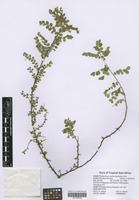 Filed as Phyllanthus nummulariifolius Poir. [family EUPHORBIACEAE]