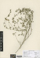 Filed as Lotus discolor E. Mey. [family FABACEAE]