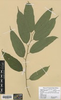 Filed as Morus mesozygia Stapf [family MORACEAE]