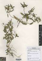 Filed as Flaveria trinervia (Spreng.) C. Mohr [family ASTERACEAE]
