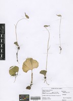 Filed as Nervilia crociformis (Zoll. & Moritzi) Seidenf. [family ORCHIDACEAE]