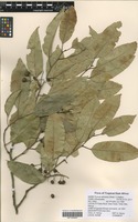 Filed as Prunus africana (Hook. f.) Kalkman [family ROSACEAE]