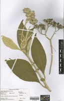 Filed as Solanum mauritianum Scop. [family SOLANACEAE]