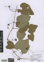 Filed as Ampelocissus africana (Lour.) Merr. [family VITACEAE]