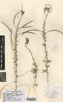 Filed as Cleome hirta (Klotzsch) Oliv. [family CAPPARACEAE]