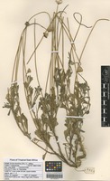 Filed as Emilia discifolia (Oliv.) C. Jeffrey [family ASTERACEAE]