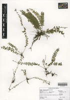 Filed as Asplenium sandersonii Hook. [family ASPLENIACEAE]