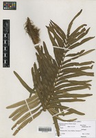 Filed as Blechnum tabulare (Thunb.) Kuhn [family BLECHNACEAE]
