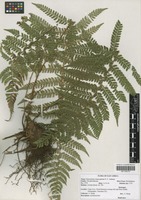 Filed as Polystichum transvaalense N. C. Anthony [family DRYOPTERIDACEAE]
