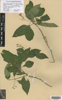 Filed as Justicia asystasioides (Lindau) M. E. Steiner [family ACANTHACEAE]