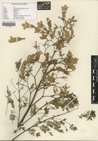 Filed as Jacaranda mimosifolia D. Don [family BIGNONIACEAE]
