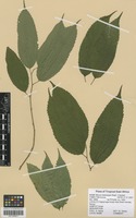 Filed as Morus mesozygia Stapf [family MORACEAE]