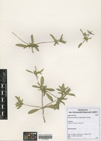 Filed as Flaveria trinervia (Spreng.) C. Mohr [family ASTERACEAE]