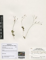 Filed as Launaea procumbens (Roxb.) Ramayya & Rajagopal [family ASTERACEAE]