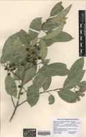 Filed as Prunus africana (Hook. f.) Kalkman [family ROSACEAE]