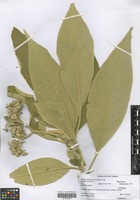 Filed as Solanum mauritianum Scop. [family SOLANACEAE]