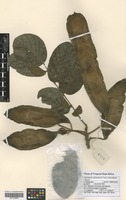 Filed as Xeroderris stuhlmannii (Taub.) Mendonça & E. P. Sousa [family FABACEAE]