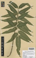 Filed as Asplenium ceii Pic. Serm. [family ASPLENIACEAE]