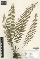 Filed as Asplenium protensum Schrad. [family ASPLENIACEAE]