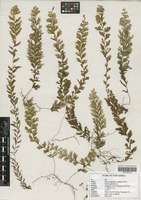 Filed as Hymenophyllum capillare Desv. [family HYMENOPHYLLACEAE]