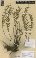 Filed as Pellaea longipilosa Bonap. [family ADIANTACEAE]