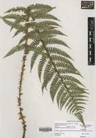 Filed as Polystichum transvaalense N. C. Anthony [family DRYOPTERIDACEAE]