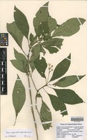 Filed as Justicia asystasioides (Lindau) M. E. Steiner [family ACANTHACEAE]