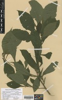 Filed as Ananthura pteropoda (Oliv. & Hiern) H. Rob. & Skvarla [family ASTERACEAE]