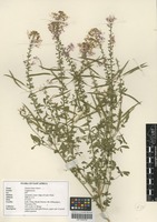 Filed as Cleome hirta (Klotzsch) Oliv. [family CAPPARACEAE]