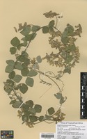 Filed as Rhynchosia holstii Harms [family FABACEAE]