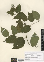 Filed as Gouania longispicata Engl. [family RHAMNACEAE]