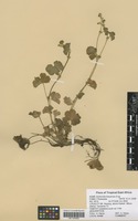 Filed as Alchemilla kiwuensis Engl. [family ROSACEAE]