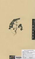Filed as Diclis ovata Benth. [family SCROPHULARIACEAE]
