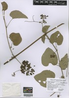 Filed as Ampelocissus africana (Lour.) Merr. [family VITACEAE]