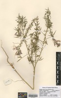 Filed as Cleome hirta (Klotzsch) Oliv. [family CAPPARACEAE]