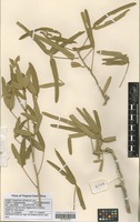 Filed as Thilachium africanum Lour. [family CAPPARACEAE]