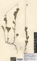 Filed as Emilia discifolia (Oliv.) C. Jeffrey [family ASTERACEAE]