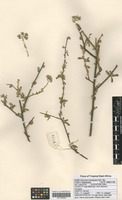 Filed as Vernonia cinerascens Sch. Bip. [family ASTERACEAE]