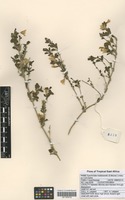 Filed as Dyschoriste hildebrandtii (S. Moore) Lindau [family ACANTHACEAE]