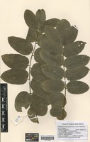 Filed as Xeroderris stuhlmannii (Taub.) Mendonça & E. P. Sousa [family FABACEAE]