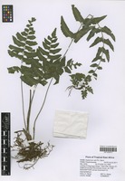 Filed as Asplenium ceii Pic. Serm. [family ASPLENIACEAE]