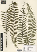 Filed as Asplenium protensum Schrad. [family ASPLENIACEAE]