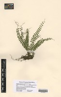 Filed as Asplenium sandersonii Hook. [family ASPLENIACEAE]