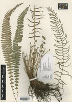 Filed as Blechnum australe L. [family BLECHNACEAE]