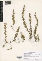 Filed as Hymenophyllum capillare Desv. [family HYMENOPHYLLACEAE]