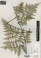 Filed as Cheilanthes quadripinnata (Forssk.) Kuhn [family ADIANTACEAE]